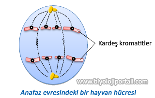 Anafaz evresindeki bir hayvan hücresi